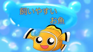 飼いやすいお魚